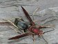 Polistes annularis, a paper wasp